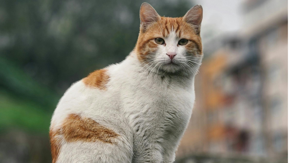 Senior kat